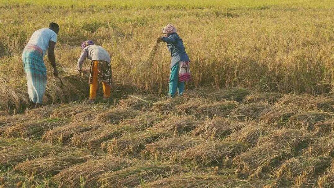 Farmers harvesting rice by hand in a field in Bangladesh